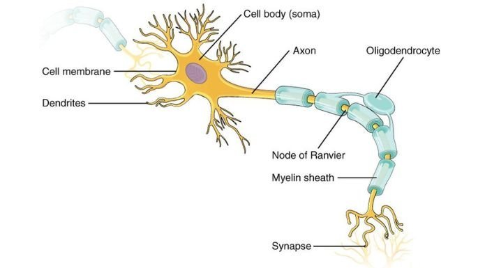 neurons connection